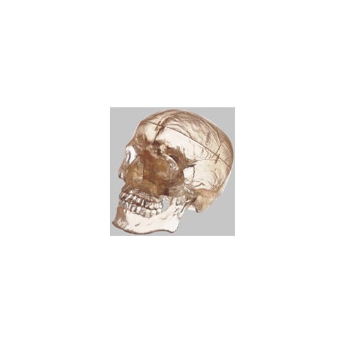 模型Human Model 頭蓋骨分解模型 800g QS7/T ソムソ｜NO1元気爽快