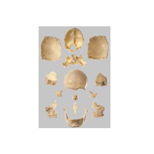 楽天市場】模型Human Model 頭蓋骨分解模型 3分解 長さ17.5cm×幅14.1cm