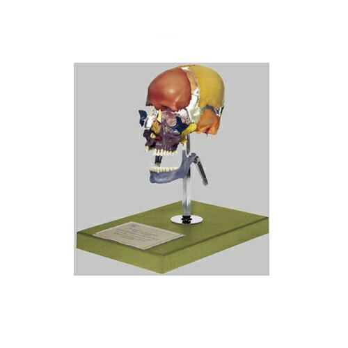 楽天市場】模型Human Model 頭蓋骨分解模型 3分解 長さ17.5cm×幅14.1cm