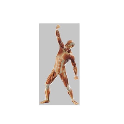 ひな型Human Model 成人男性腕力ひな型 高さ53糎(本体50糎)×幅33cm×奥ふかさ15糎 1.5kg AS3 ソムソ