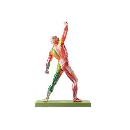 ひな形Human Model 成人男性腕力ひな形 AS3AP/NR ソムソ
