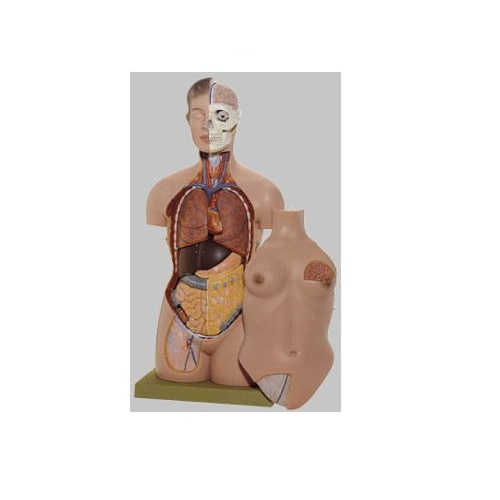 ひな形Human Model 亭主もちの人身生体解剖ひな形 高さ90珊(上半身86珊)×幅41cm×奥ふかさ26珊 12.0kg AS40 ソムソ