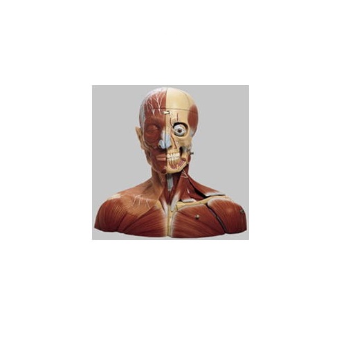 ひな形Human Model 天天とのど首のひな形 高さ37cm×幅48cm×奥ふかさ30珊 6.1kg BS3 ソムソ