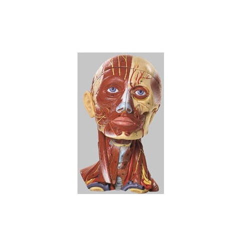 ひな形Human Model 腕力と脈絡付の天天ひな形 高さ28cm×幅18cm×奥ふかさ19珊 1.9kg BS18 ソムソ