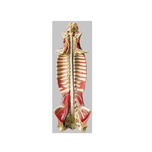 ひな形Human Model 脊髄管と脊髄ひな形 高さ90cm×幅32cm×厚さ19珊 5.5kg BS31 ソムソ
