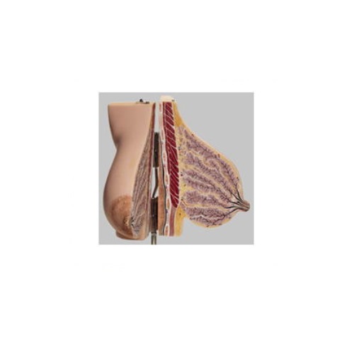 含ませる婦の乳腺ひな型 高さ31×幅19×奥ふかさ19糎 1.0kg MS7/1 ソムソ