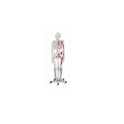 ひな形Human Model 人身骨組みひな形 A11 高174珊(5脚直立照明ランプ含む) IFA-0710