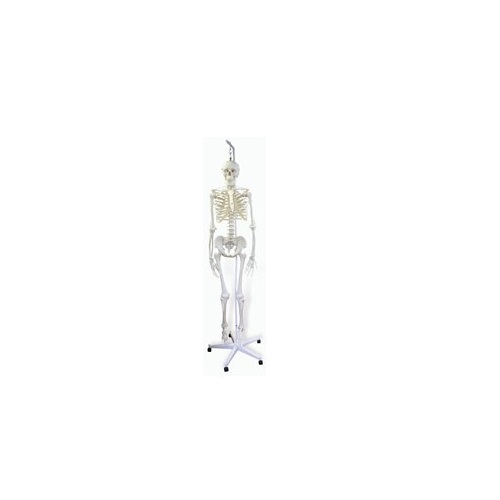 ひな形Human Model 人身骨組みひな形 A15-3S 高194珊(照明ランプ含む) IFA-153