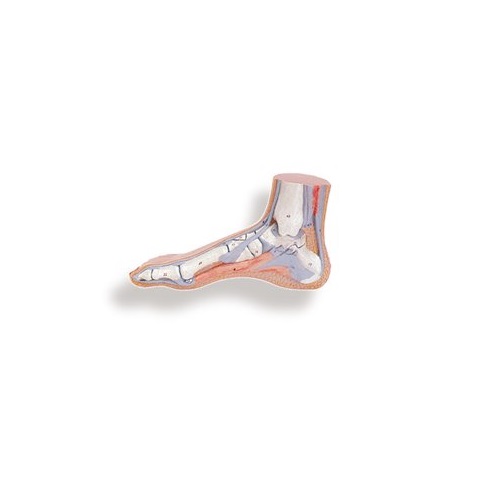模型Human Model 正常足モデル M30 巾13×奥24×高9cm(実物大) IFA-145|NO1元気爽快