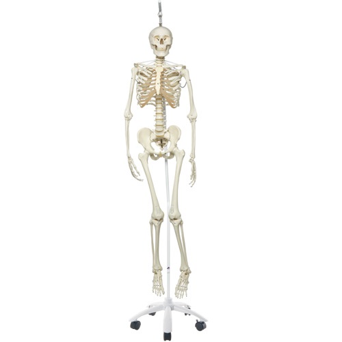 模型Human Model 脊柱可動型骨格モデル 高さ186cm(スタンド含む) 8.0kg A15-3S 3B Scientific