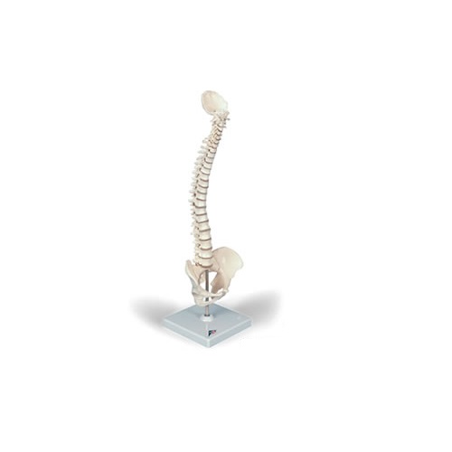 模型Human Model 1/2縮尺型脊柱可動型モデル 高さ44cm 0.35kg A18/21 3B Scientific