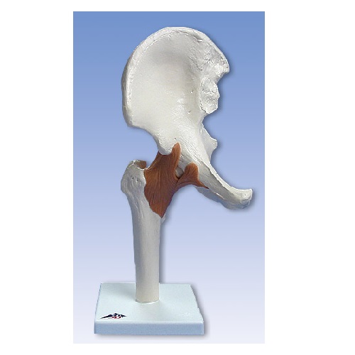 模型Human Model 股関節、機能モデル A81 3B Scientific