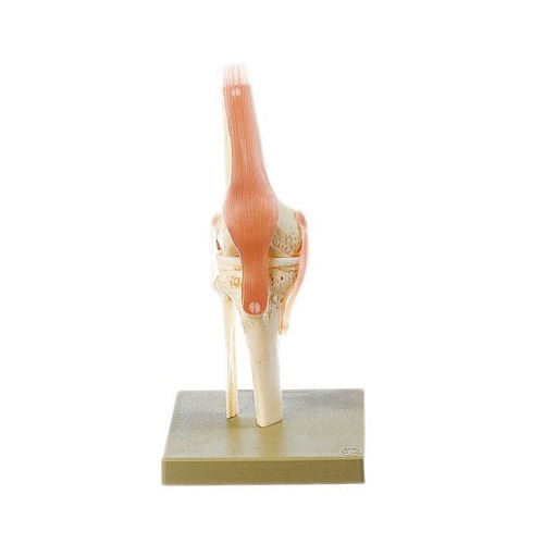模型Human Model 膝関節機能模型 34×18×18cm 1.0kg ソムソ 27,676円
