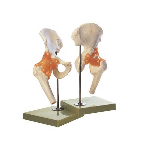 模型Human Model 股関節機能模型 35×20×18cm 1.25kg ソムソ