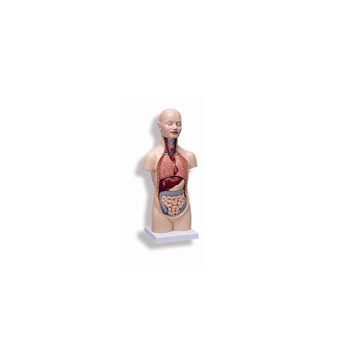 模型Human Model ミニトルソー12分解モデル/無性、頭部付 54×24×18cm 2.7kg B22 3B Scientific