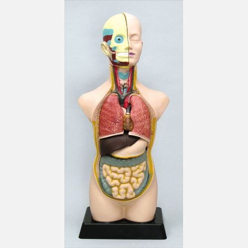 人体解剖模型(トルソー型)50CM 8735 アーテック