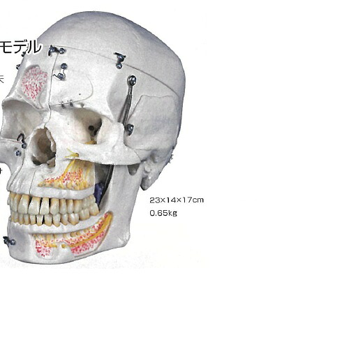 【医療機器】 人体模型 頭蓋モデル 3Dサイエンティフィックス A27 20×14×17cm 0.65kg