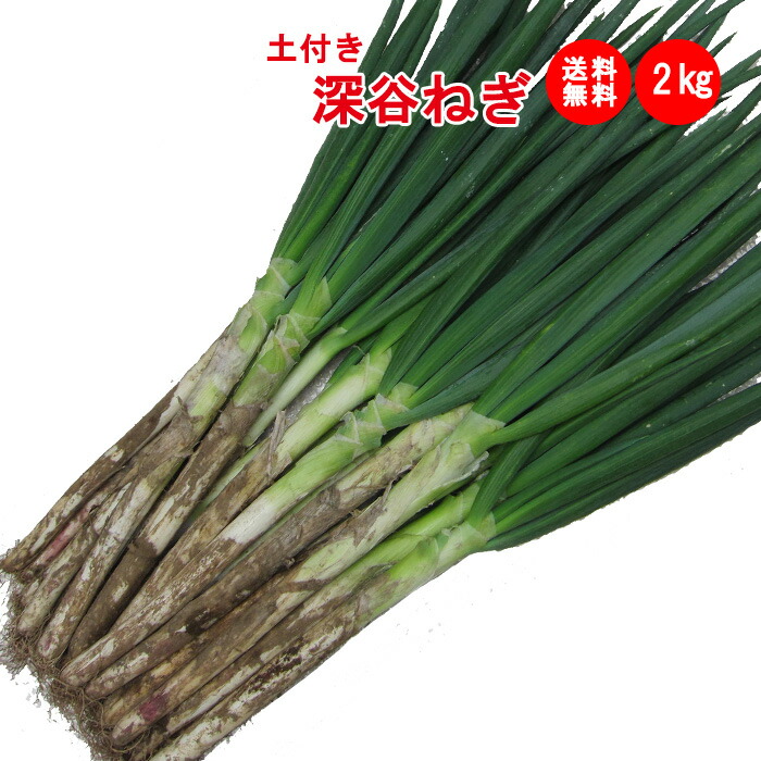 楽天市場】土付きねぎ 約3kg（約600g×5袋） R702 送料無料 産地直送