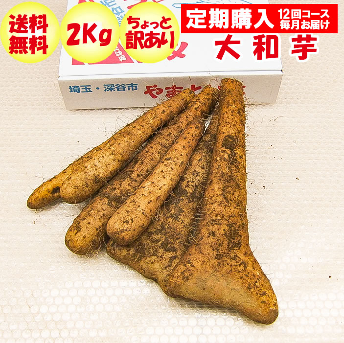 超人気高品質大和芋2Kg A品：ちょっと訳あり 定期購入