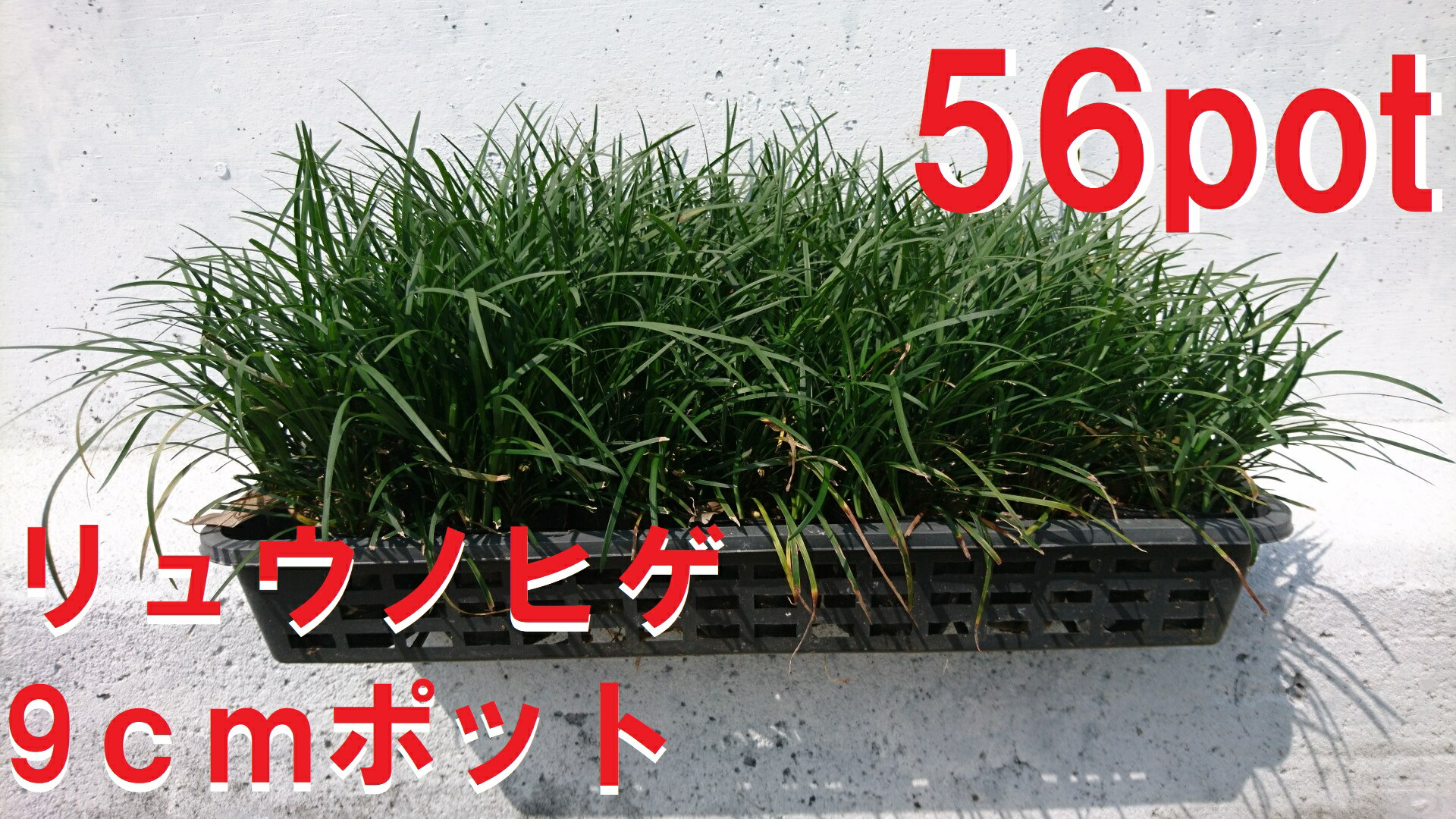 ぴかん様　購入済みです。龍の髭　黒龍　２株で付いて１株です。　抜き苗　2-(6) 龍の髭（玉竜）リュウノヒゲ（タマリュウ）抜き苗2000株