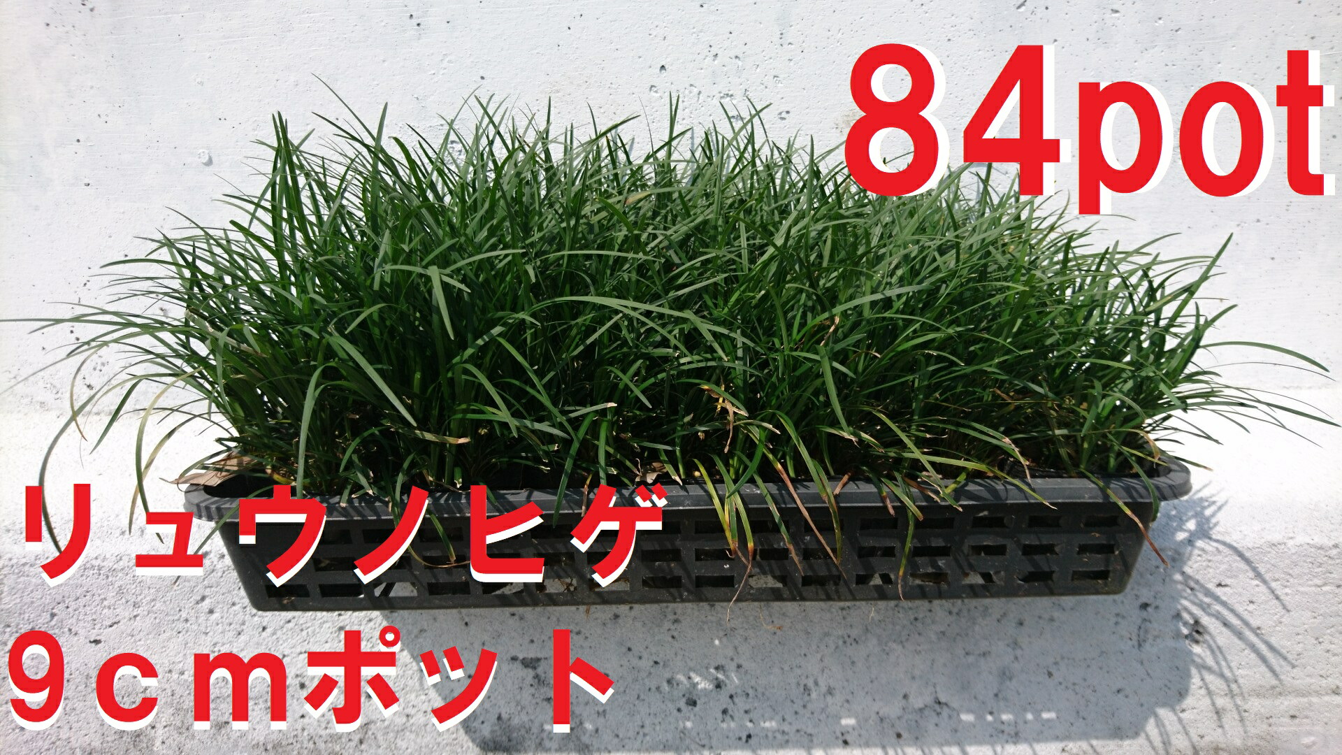 楽天市場】リュウノヒゲ 龍の髭 竜のヒゲ りゅうのひげ 24ポットセット