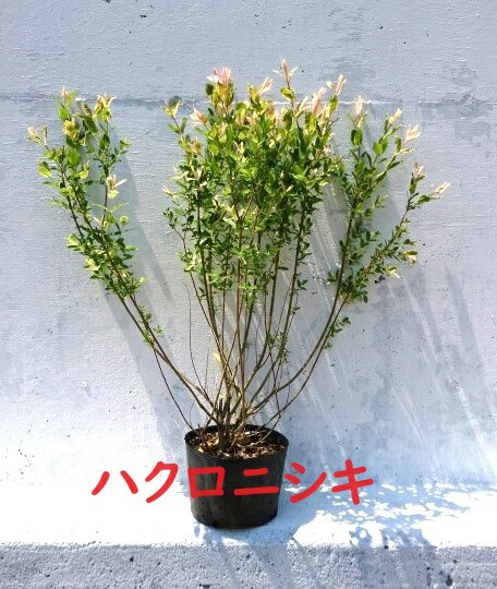楽天市場】ハクロニシキ（ヤナギ） 3.5号苗(k05) : 千草園芸