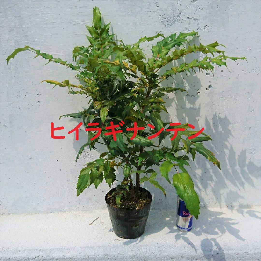 山野草・カキラン苗！画像の斑入り株お届けいたします！一株にて2芽です。ラン苗 楽天市場】斑入り カキラン[米沢烏] カラス葉(オレンジ系平開