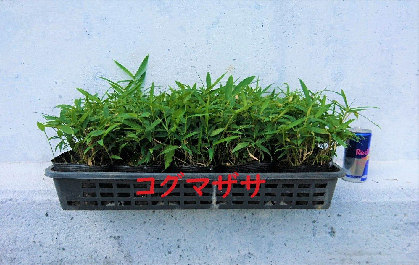 楽天市場】コグマザサ 20ポットセット 小熊笹 笹 和風のお庭に
