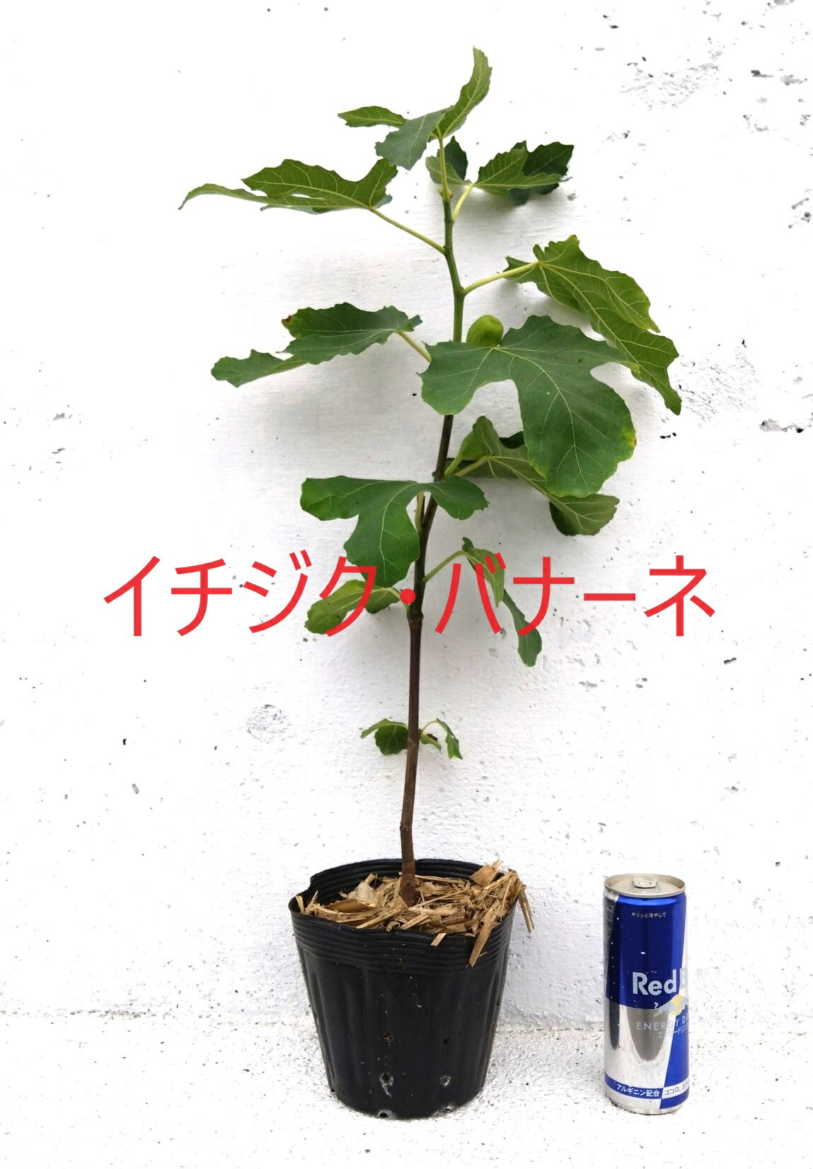 いちじくの大苗 ベンチュラ 8号鉢 いちじくの大苗 ベンチュラ 8号鉢