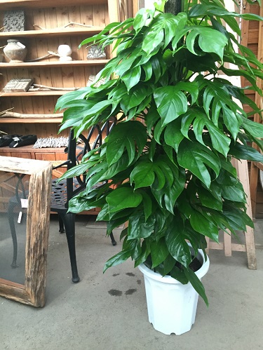 楽天市場 マングーカズラ10号鉢 H150 170cm 大型観葉植物と造花の専門店gstyle