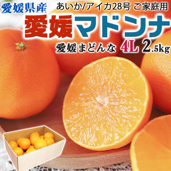 楽天市場】愛媛まどんな 4Lサイズ 大玉 2.5kg JAの正規品(あいか/ 愛果28号) ご家庭用 バラ詰 高糖度・JA選果【愛媛県産・紅マドンナ と同じ品種・お買い得用】お歳暮・お正月・クリスマスGIFT・送料無料【12月上旬から出荷開始】：ギフト広場 楽天市場店