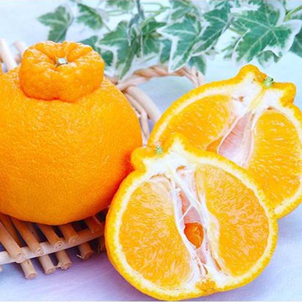 デコポン 不知火と同品種 3kg 8-12個 贈答用 ギフト 熊本県産 みかん 果物 フルーツ デザート 蜜柑 贈物　プレゼント オレンジベルト 送料無料