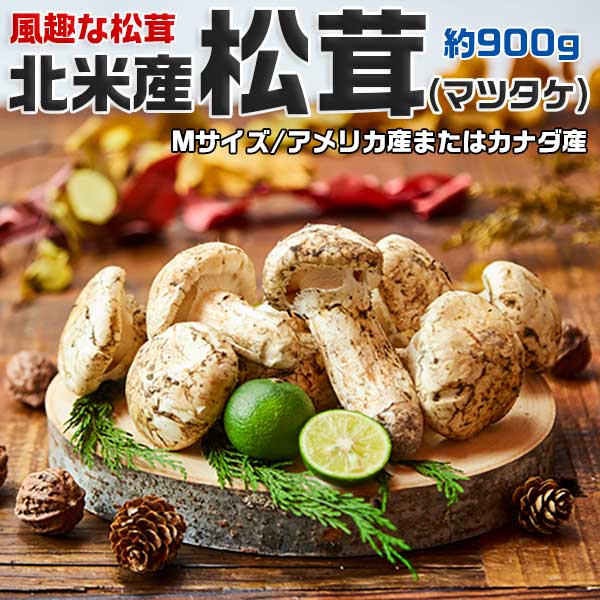 楽天市場】北米産 松茸 超特選 約250g 3〜7本 8月下旬〜2025年10