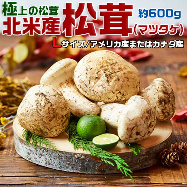 楽天市場】北米産 松茸 超特選 約400g 5〜10本 8月下旬〜2025年