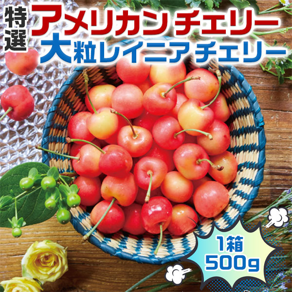 さくらんぼ　高級 アメリカンチェリー 特選・大粒レイニアチェリー 500g(レイニア種)　大粒レーニアチェリー 　00012K　500グラム　 ギフト　お試し　プレゼント　果物　希少フルーツ　限定　高糖度　予約品　送料無料