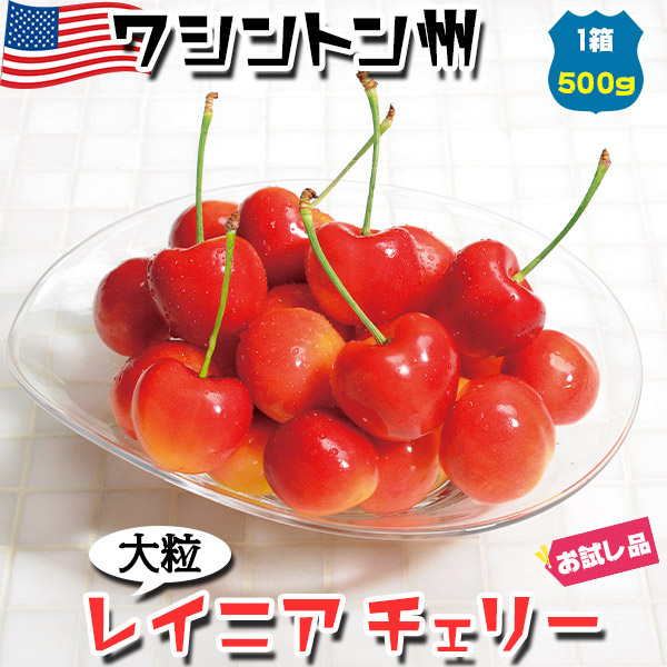 ワシントン州 アメリカンチェリー　レイニアチェリー　大粒【500g】高糖度・高級チェリー　お試し価格　高級レイニアチェリー【6月20日～8月9日の出荷予定】さくらんぼ　ギフト　高級フルーツ　特選レーニアチェリー・送料無料　00012K