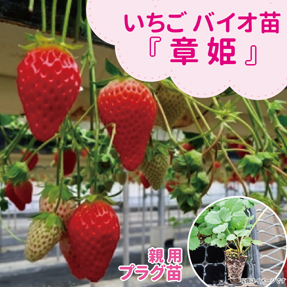 ☆取って置く売りわたす中☆種苗の労働者階級が生み出すこと！【サンワの思わしい「バイオ」いちご苗】 【秋（9月－11月）納品】 メリクロン親株用オランダ苺苗【章姫】繋ぎ苗長っ細い円錐形の形と酸っぱ味が少なく雅びやかな甘さが目立った特徴！（いちご苗 蔬菜苗 身寄り家庭菜園 お百姓さん直送）