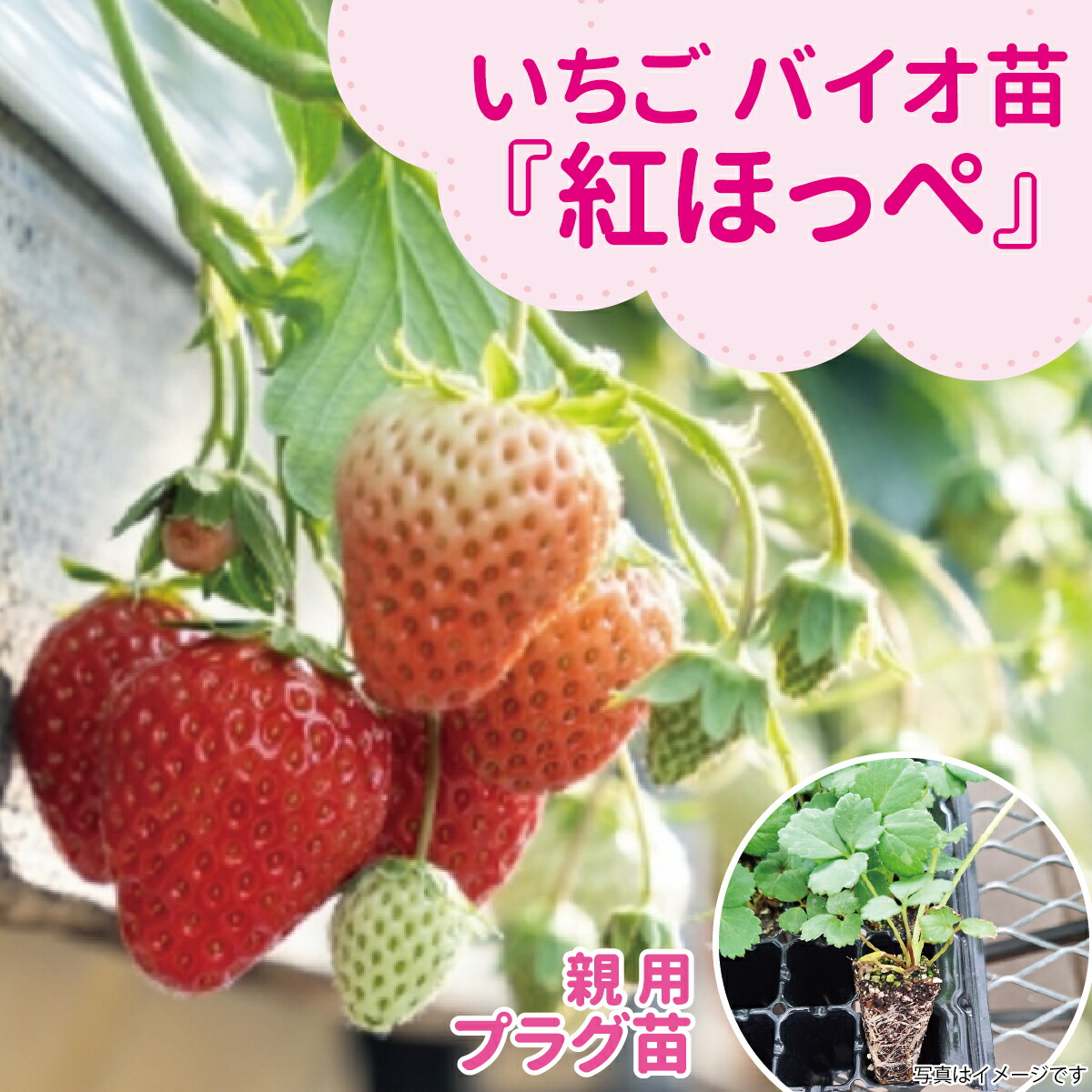 ☆取って置く売りわたす中☆種苗の労働者階級が生み出すこと！【サンワの思わしい「バイオ」いちご苗】 【秋（9月－11月）納品】 メリクロン親株用オランダ苺苗【紅ほっぺ】繋ぎ苗甘さ＆酸っぱ味が目覚ましい！コクのある味いが目立った特徴！「ほっぺが落ちるほど」好いたらしい！