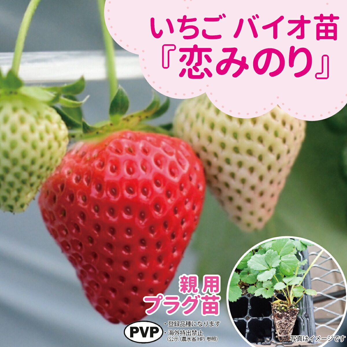 ☆取って置く売りわたす中☆種苗の労働者階級が生み出すこと！【サンワの思わしい「バイオ」いちご苗】 【秋（9月－11月）納品】メリクロン親株用オランダ苺苗【恋みのり】繋ぎ苗大粒であま味と酸っぱ味の平衡にするが目覚ましい！日持ちが好いたらしい変種！（いちご苗 身寄り家庭菜園 お百姓さん直送）