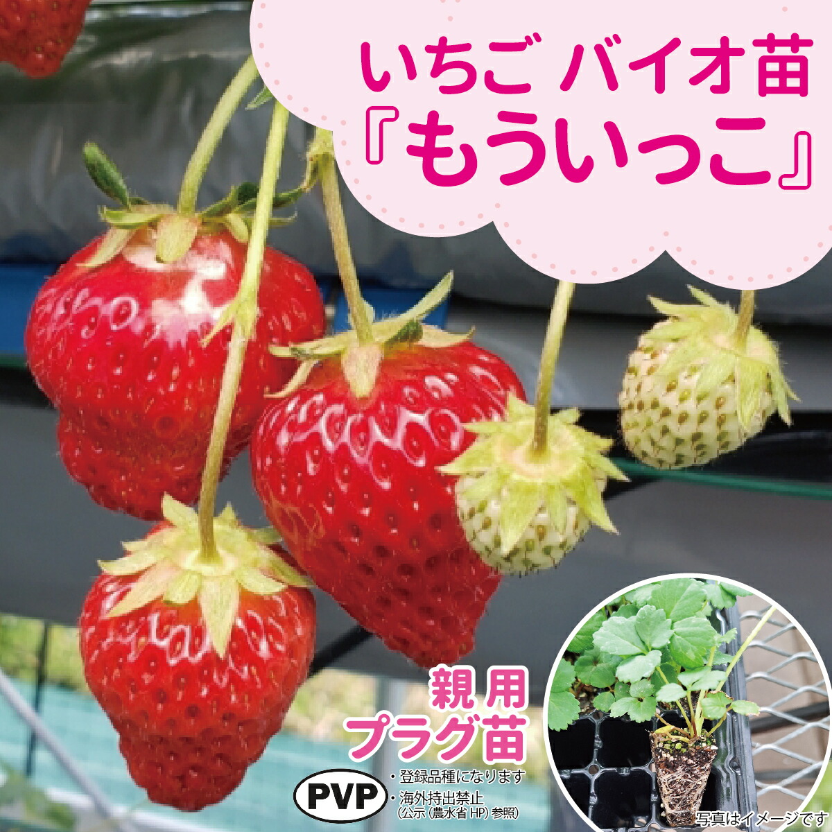 ☆取って置く売りわたす中☆種苗の労働者階級が生み出すこと！【サンワの思わしい「バイオ」いちご苗】 【秋（9月－11月）納品】 メリクロン親株用オランダ苺苗【もういっこ】繋ぎ苗大粒で口さかしいな甘さが目立った特徴！「もう1個」食べたくなる美味しさ！（いちご苗）