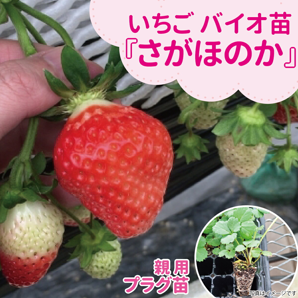 ☆取って置く売りわたす中☆種苗の労働者階級が生み出すこと！【サンワの思わしい「バイオ」いちご苗】 【秋（9月－11月）納品】 メリクロン親株用オランダ苺苗【さが曖昧模糊たる】繋ぎ苗揺るぎないあま味と慎みぶかいな酸っぱ味によるすっきりとした味い♪肉がしっかりしており日持ちが好いたらしい！