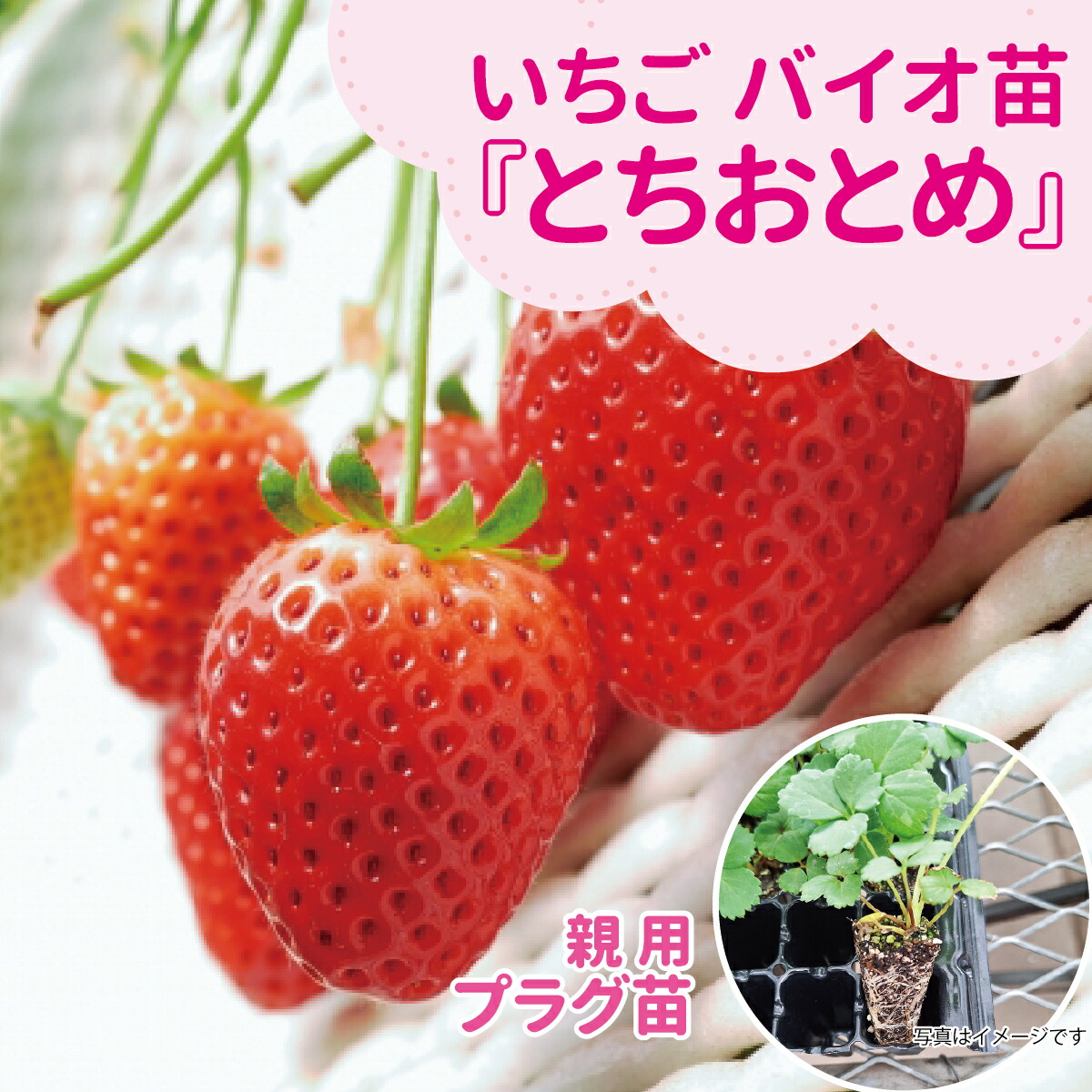 ☆取って置く売りわたす中☆種苗の労働者階級が生み出すこと！【サンワの思わしい「バイオ」いちご苗】 【秋（9月－11月）納品】 メリクロン親株用オランダ苺苗【とちおとめ】繋ぎ苗揺るぎないあま味としっかりとした酸っぱ味の平衡にするが目覚ましい♪肉がしっかりしており日持ちし分かりやすい変種♪