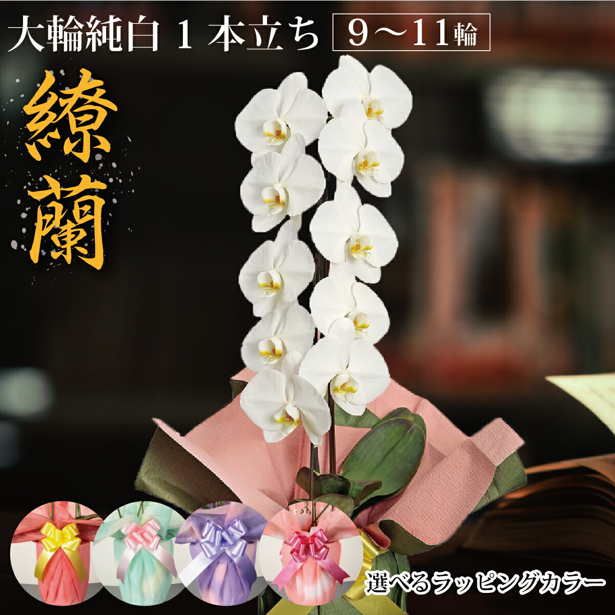 鹿児島 自分自身栽培所直送【夢見鳥蘭 大輪 純一無雑 1本立ち 】（9輪～11輪）1万円以下 7,000円 差し上げ物 祝い事 差し上げ物 差し上げ物 ご住まい用 褒めたたえる用 室内装飾 お供え 供花 年忌 開店祝い事 生まれ落ちる日 春 飾りつけ花 古希 米寿 年長祝い事 貨物輸送無料 ラッピング無料  生け花 花 蘭 鉢花 持ちこたえる 九州