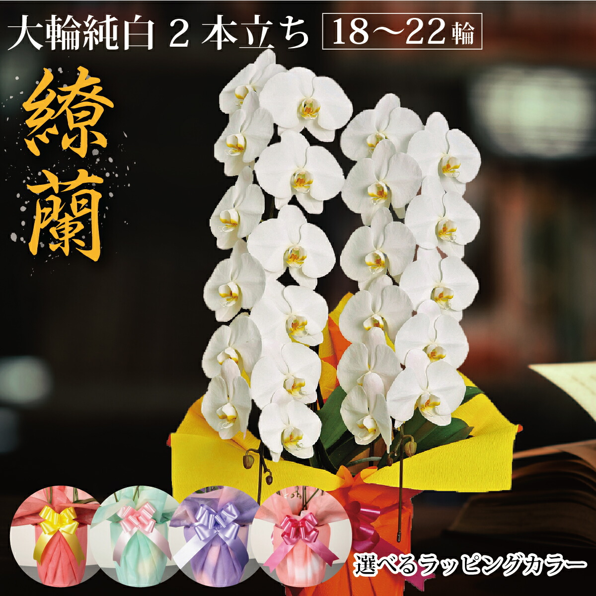 鹿児島からお届け！夢見鳥蘭 大輪純一無雑 2本立ち（18輪～22輪）１万円 差し上げ物 祝賀会 お供え 供花 開店祝賀会 移し替える祝賀会 花のある生活様式 室内装飾 差し上げ物 差し上げ物 造営祝賀会 年長祝賀会 栽培所直送 ラッピング 立札 貨物輸送無料 花 蘭 活け花 鉢花 持ちこたえる 10,000円