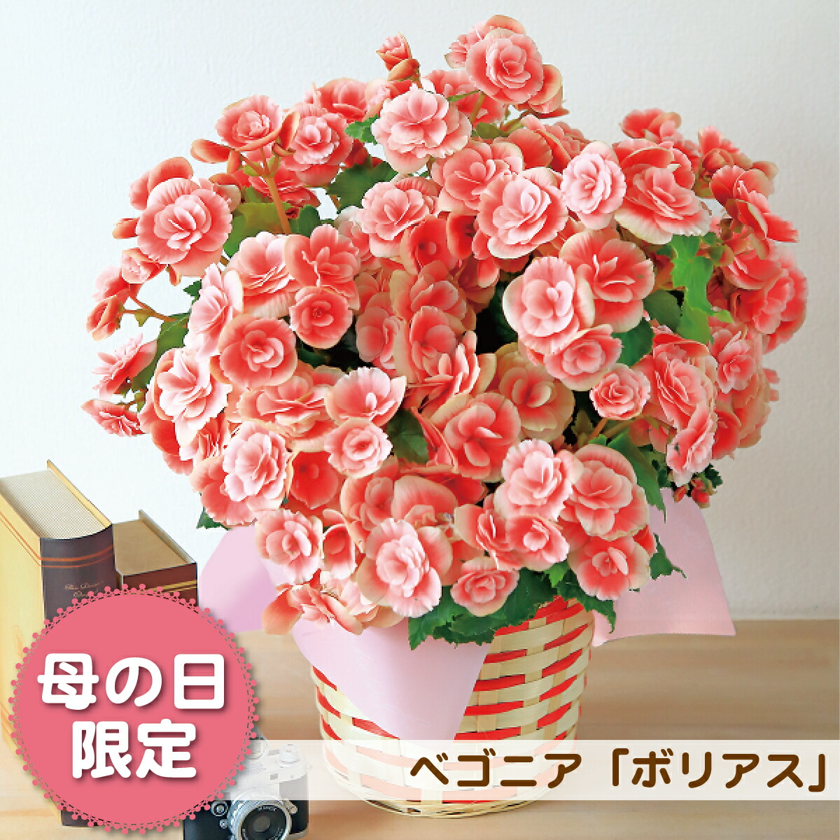 楽天市場 ベゴニア ボリアス 母の日 プレゼント ギフト 花 鉢植え ベゴニア 送料無料 メッセージカード付 ギフト胡蝶蘭のサンワ