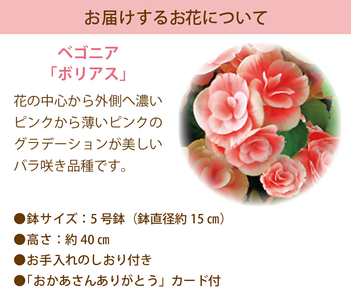 楽天市場 ベゴニア ボリアス 母の日 プレゼント ギフト 花 鉢植え ベゴニア 送料無料 メッセージカード付 ギフト胡蝶蘭のサンワ