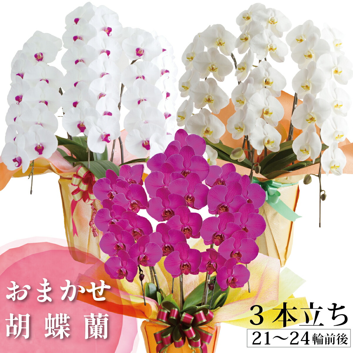 鹿児島 自分自身栽培所直送【花色おまかせ 3本立ち】（21～24輪 前後）夢見鳥蘭 大輪 3本1万円台  差し上げ物 御祝 祝い事 差し上げ物 差し上げ物 お供え 工作 周年祝い事 開店祝い事 開業 開院 着任祝い事 米寿 年長祝い事 貨物輸送無料 ラッピング 1万円 立札 木札