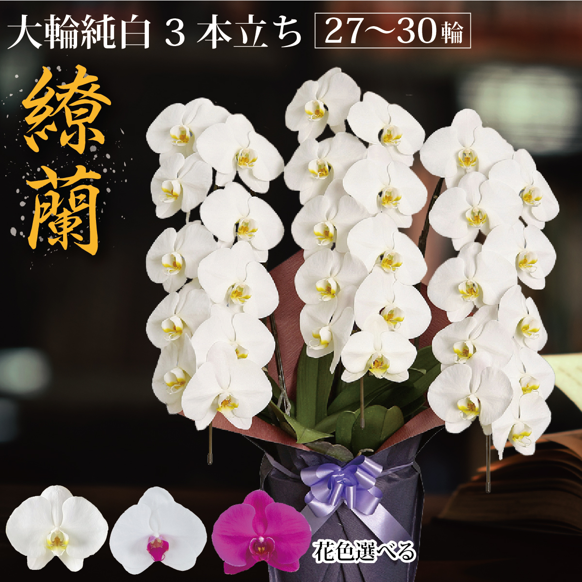 鹿児島 自分自身栽培所直送『繚蘭3本立ち』（27～30輪 前後)  夢見鳥蘭 大輪 3本【選べる花色3色】差し上げ物 差し上げ物 差し上げ物 2万円以下  九州 関西 御祝 祝い事 お供え 供花 開業 開院 開店祝い事 米寿 年長祝い事 貨物輸送ラッピング無料 生け花 鉢花 立札 木札