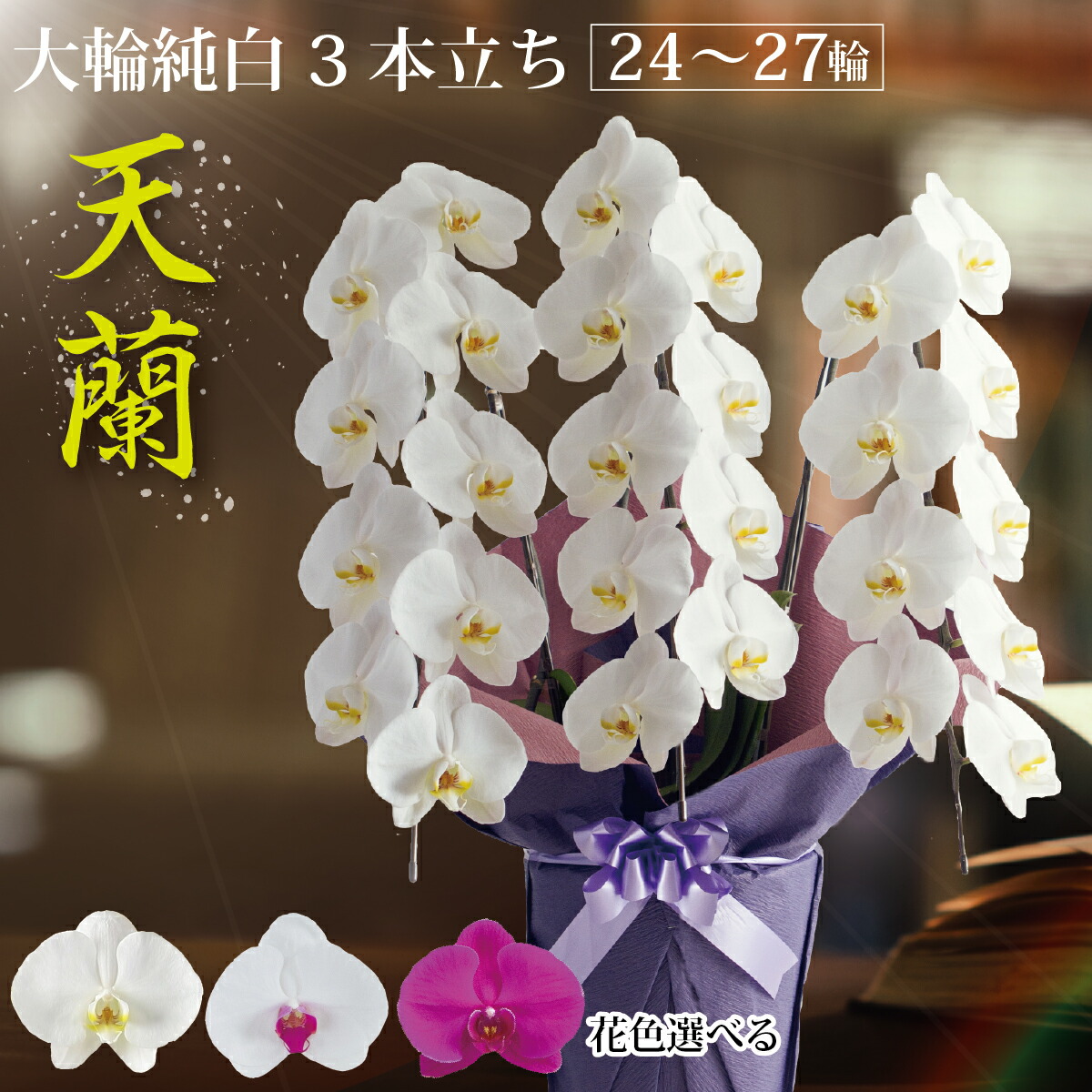 鹿児島からお届け『天蘭3本立ち』夢見鳥蘭 大輪 3本（24～27輪 前後）【選べる花色3色】1万円代 差し上げ物 差し上げ物  九州 祝い事 祝い事 お供え 供花 年忌 着任祝い事 周年祝い事 開店祝い事 年長祝い事 古希 出どころ直送 貨物輸送無料 生け花 立札 木札
