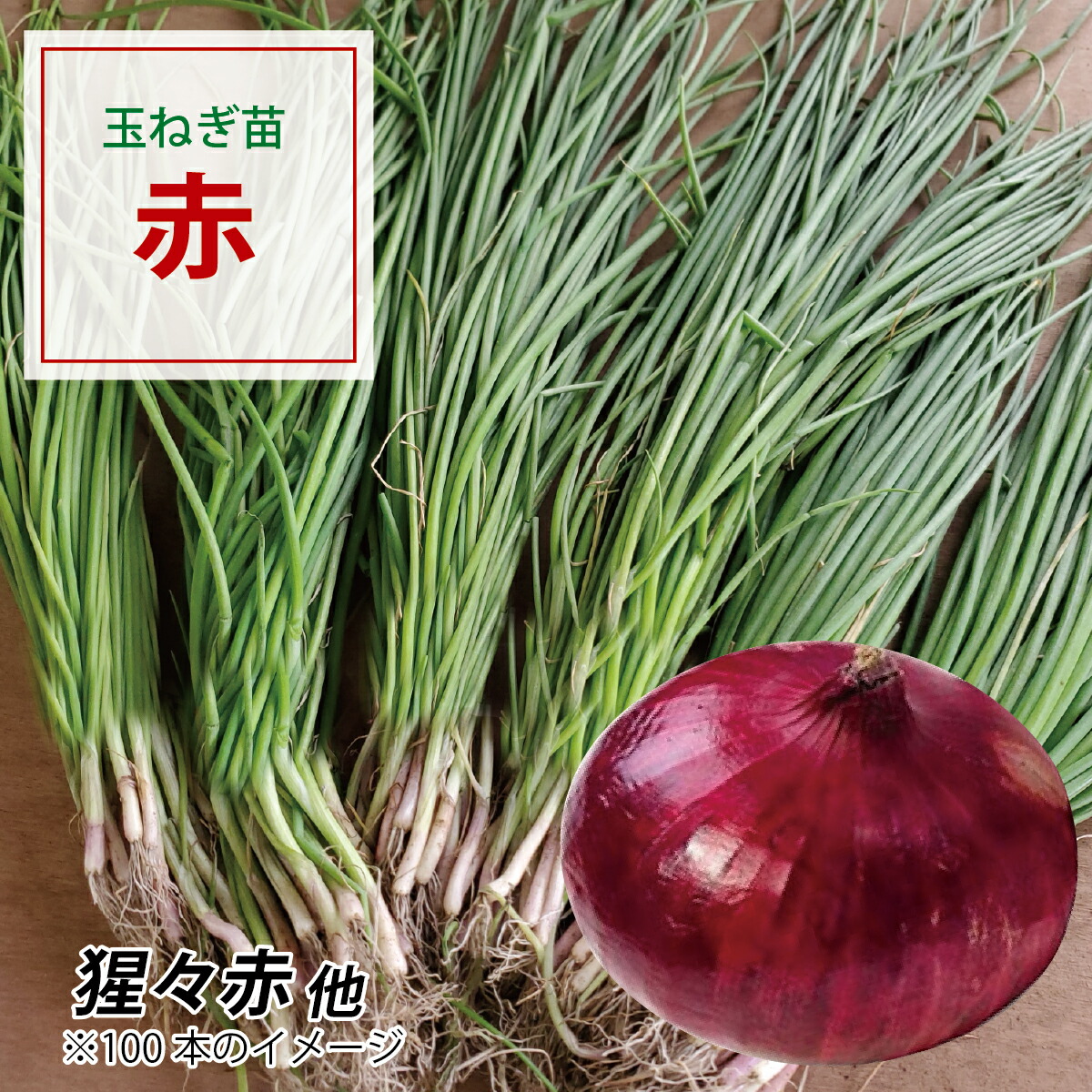 楽天市場】タマネギ苗 タキイの赤玉ねぎ苗 200本☆発送日でお選び